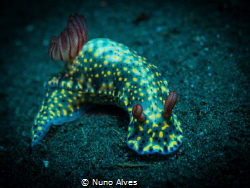 Hypselodoris infucata @ Drop off, Tulamben by Nuno Alves 